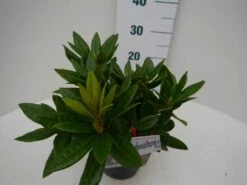Rhododendron (Rhododendron 'Rocket') -Groene Boom Winkel rocket c2 zij