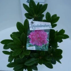 Rhododendron (Rhododendron 'Rocket') -Groene Boom Winkel rocket c5 boven