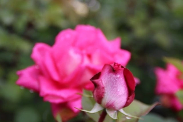 Grootbloemige Roos (Rosa 'Acapella') 3 Grootbloemige Roos (Rosa 'Acapella') - Afbeelding 3