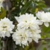 Klimroos (Rosa Banksiae Alba) -Groene Boom Winkel rosa banksiae alba 1