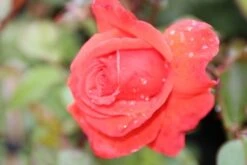 Klimroos (Rosa 'Bionda') -Groene Boom Winkel rosa bionda 1