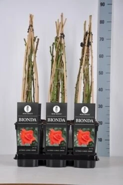 Klimroos (Rosa 'Bionda') -Groene Boom Winkel rosa bionda in de winter c3