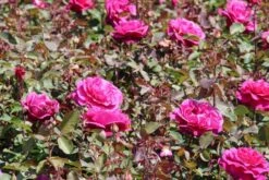 Speciale Roos (Rosa 'Blackberry Nip') -Groene Boom Winkel rosa blackberry nip 2 1