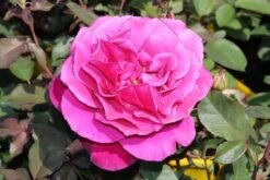 Speciale Roos (Rosa 'Blackberry Nip') -Groene Boom Winkel rosa blackberry nip 3