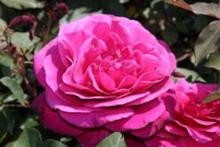 Speciale Roos (Rosa 'Blackberry Nip') -Groene Boom Winkel rosa blackberry nip 3 1
