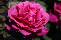 Speciale Roos (Rosa 'Blackberry Nip') -Groene Boom Winkel rosa blackberry nip 4 1