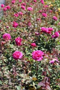 Speciale Roos (Rosa 'Blackberry Nip') -Groene Boom Winkel rosa blackberry nip 5
