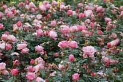 Grootbloemige Roos (Rosa 'Blue Girl') -Groene Boom Winkel rosa blue girl 2