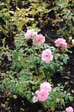 Trosroos (Rosa 'Bonica 82') -Groene Boom Winkel rosa bonica 82 1