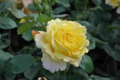 Klimroos (Rosa 'Climbing Chinatown') 4 Klimroos (Rosa 'Climbing Chinatown') -Groene Boom Winkel rosa climbing chinatown