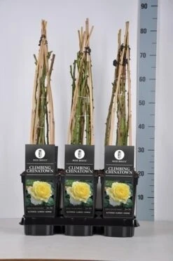 Klimroos (Rosa 'Climbing Chinatown') 5 Klimroos (Rosa 'Climbing Chinatown') -Groene Boom Winkel rosa climbing chinatown in de winter