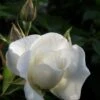 Klimroos (Rosa 'Climbing Snow Princess') -Groene Boom Winkel rosa climbing snow princess 1