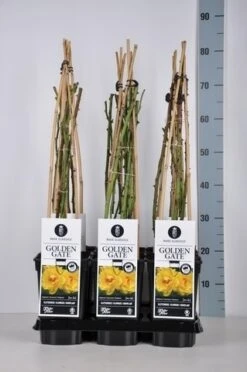 Klimroos (Rosa 'Golden Gate') -Groene Boom Winkel rosa golden gate klimroos in de winter c3 3stok75cm