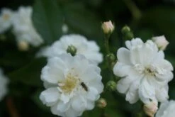 Miniklimroos (Rosa 'Guirlande D'Amour') -Groene Boom Winkel rosa guirlande d amour 1