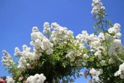 Miniklimroos (Rosa 'Guirlande D'Amour') -Groene Boom Winkel rosa guirlande d amour 2 2