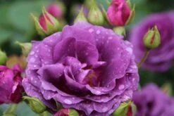 Trosroos (Rosa 'Minerva') -Groene Boom Winkel rosa minerva 2