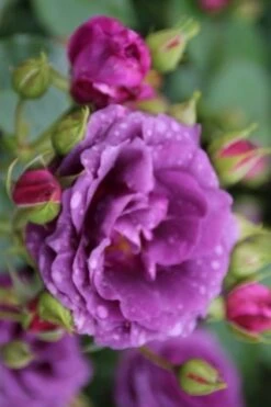 Trosroos (Rosa 'Minerva') -Groene Boom Winkel rosa minerva 1