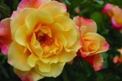 Klimroos (Rosa 'Moonlight') -Groene Boom Winkel rosa moonlight