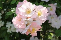 Miniklimroos (Rosa 'Open Arms') -Groene Boom Winkel rosa open arms