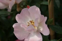 Miniklimroos (Rosa 'Open Arms') -Groene Boom Winkel rosa open arms 2