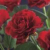 Klimroos (Rosa 'Paul's Scarlet Climber') 5 Klimroos (Rosa 'Paul's Scarlet Climber') -Groene Boom Winkel rosa paul s scarlet climber 2