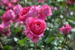 Klimroos (Rosa 'Pink Cloud') -Groene Boom Winkel rosa pink cloud