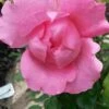 Klimroos (Rosa 'Pink Cloud') -Groene Boom Winkel rosa pink cloud 1