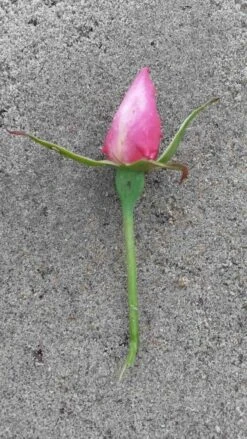 Klimroos (Rosa 'Pink Cloud') -Groene Boom Winkel rosa pink cloud 2