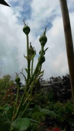 Klimroos (Rosa 'Pink Cloud') -Groene Boom Winkel rosa pink cloud 3