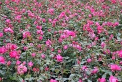 Klimroos (Rosa 'Pink Cloud') -Groene Boom Winkel rosa pink cloud 3 1