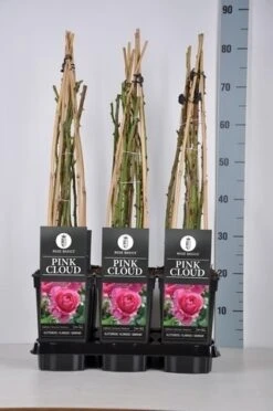 Klimroos (Rosa 'Pink Cloud') -Groene Boom Winkel rosa pink cloud in de winter