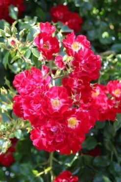 Miniklimroos (Rosa 'Rambling Rosie') -Groene Boom Winkel rosa rambling rosie
