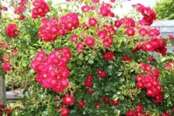 Miniklimroos (Rosa 'Rambling Rosie') -Groene Boom Winkel rosa rambling rosie 2