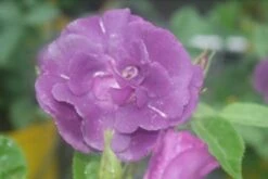 Roos (Rosa 'Rhapsody In Blue') 15 Roos (Rosa 'Rhapsody In Blue') -Groene Boom Winkel rosa rhapsody in blue 1 2 1
