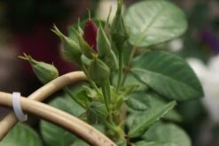 Roos (Rosa 'Rhapsody In Blue') 11 Roos (Rosa 'Rhapsody In Blue') -Groene Boom Winkel rosa rhapsody in blue 1 3