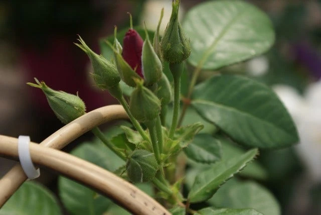 Roos (Rosa 'Rhapsody In Blue') 4 Roos (Rosa 'Rhapsody In Blue') - Afbeelding 4