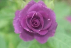 Roos (Rosa 'Rhapsody In Blue') 14 Roos (Rosa 'Rhapsody In Blue') -Groene Boom Winkel rosa rhapsody in blue 2 2 1