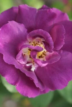 Roos (Rosa 'Rhapsody In Blue') 13 Roos (Rosa 'Rhapsody In Blue') -Groene Boom Winkel rosa rhapsody in blue 2 3