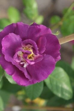 Roos (Rosa 'Rhapsody In Blue') 12 Roos (Rosa 'Rhapsody In Blue') -Groene Boom Winkel rosa rhapsody in blue 3 2
