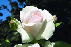 Klimroos (Rosa 'Schneewalzer') -Groene Boom Winkel rosa schneewalzer