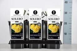 Bodembedekkende Roos (Rosa 'Solero') -Groene Boom Winkel rosa solero in de winter