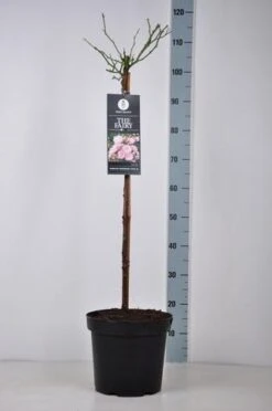 Stamroos (Rosa 'The Fairy') -Groene Boom Winkel rosa thefairy stam70 kaal