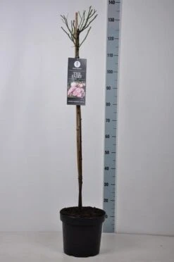 Stamroos (Rosa 'The Fairy') -Groene Boom Winkel rosa thefairy stam90 kaal