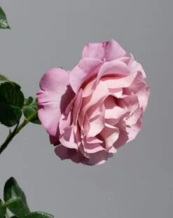 Grootbloemige Roos (Rosa 'Blue Girl') -Groene Boom Winkel rosabluegirl03