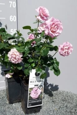 Grootbloemige Roos (Rosa 'Blue Girl') -Groene Boom Winkel rosabluegirl04