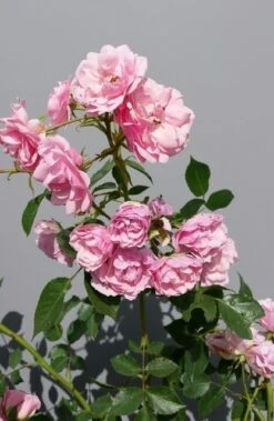 Trosroos (Rosa 'Bonica 82') -Groene Boom Winkel rosabonica01