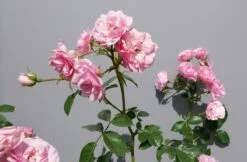Trosroos (Rosa 'Bonica 82') -Groene Boom Winkel rosabonica02