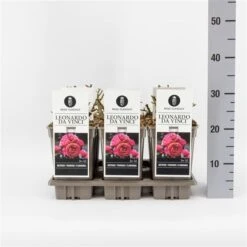 Trosroos (Rosa 'Leonardo Da Vinci') -Groene Boom Winkel rosaleonardodavinci03