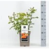 Trosroos (Rosa 'Phoenix') -Groene Boom Winkel rosaphoenix01