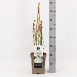 Roos (Rosa 'Sally Holmes') -Groene Boom Winkel rosasallyholmes01